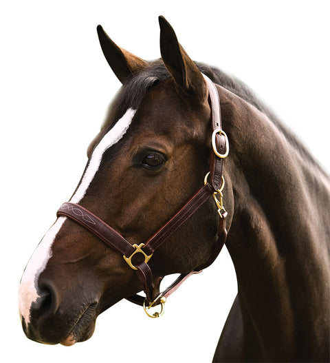 Henri de Rivel Pro Fancy Padded Rolled Throat Triple-Stitched Halter - Halters Leather