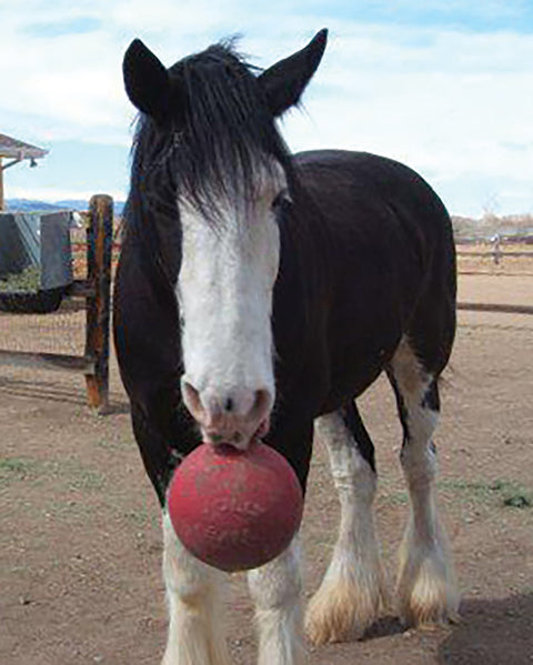Horsemen's Pride™ Scented Jolly Ball®