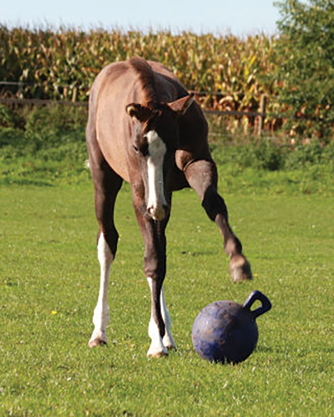 Horsemen's Pride™ Scented Jolly Ball®