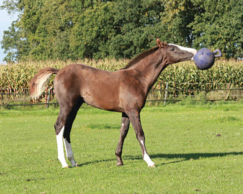 Horsemen's Pride™ Scented Jolly Ball®