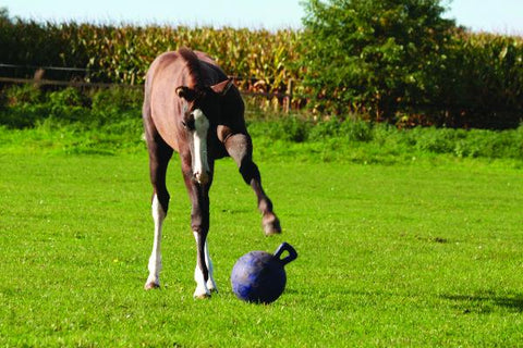 Horsemen's Pride™ Jolly Ball®