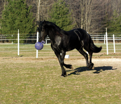 Horsemen's Pride™ Jolly Ball®