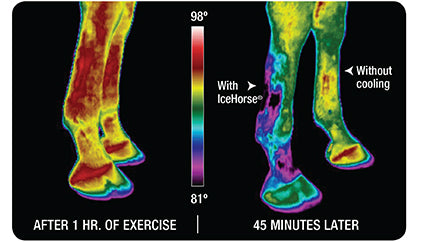 Ice Horse® Tendon Boots