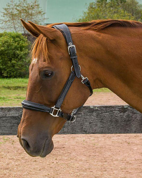 Henri de Rivel Stress Free Halter with Fancy Contrast Stitching