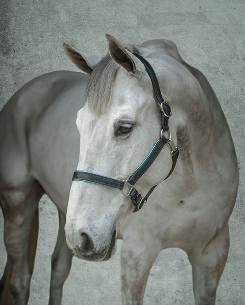 Perri’s® 1" Padded Leather Halter