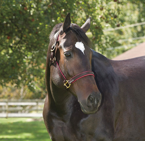 Perri’s® 1" Padded Leather Halter