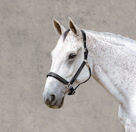 Henri de Rivel Padded Leather Crystal Halter - Black / Oversize-O/S - Halters Leather