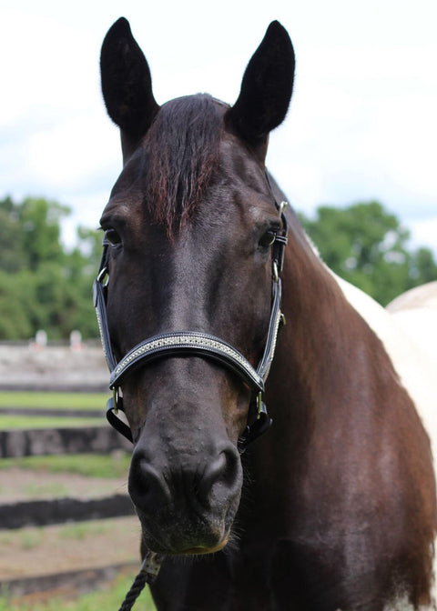 HDR Padded Jewel Halter