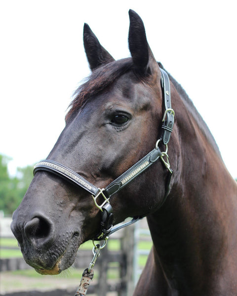 HDR Padded Jewel Halter