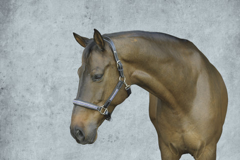 HDR Padded Jewel Halter