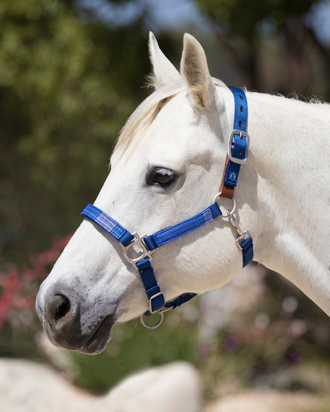 Kensington™ Premium Breakaway Halter - Kentucky Blue / Small Horse - Halters Leather