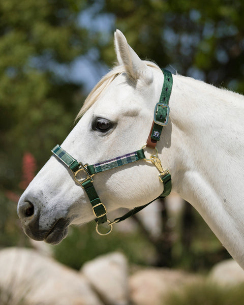 Kensington™ Premium Breakaway Halter - Deluxe Hunter / Small Horse - Halters Leather