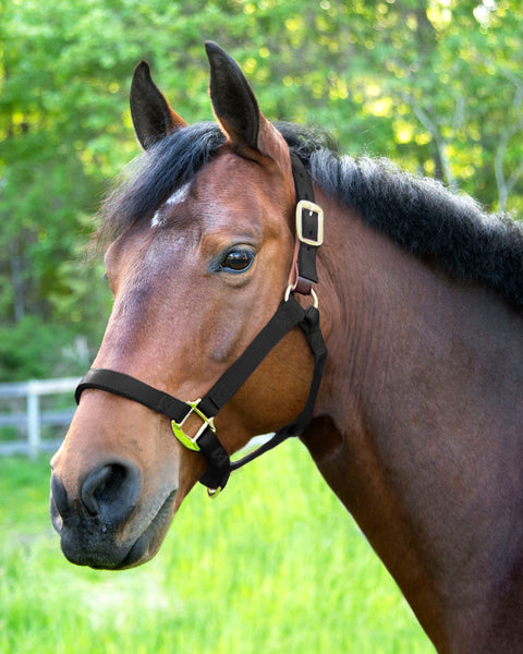 Dover Saddlery® Everyday Nylon Breakaway Halter