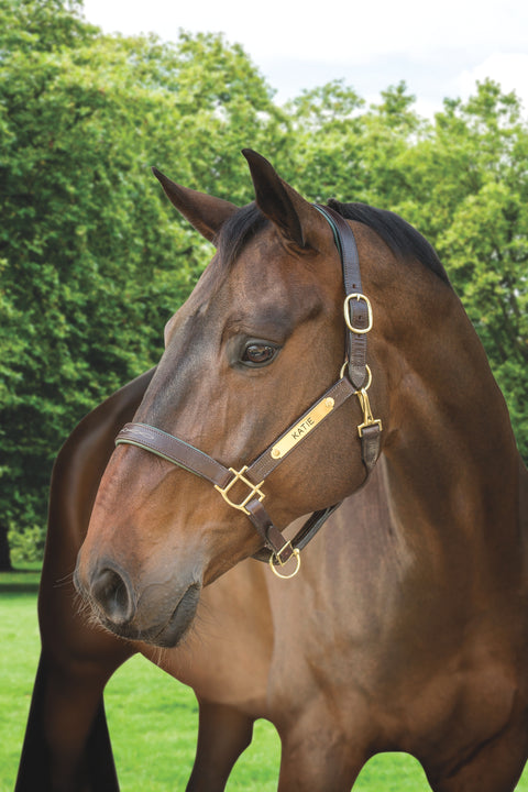 DS Classic Fancy-Stitched Leather Halter