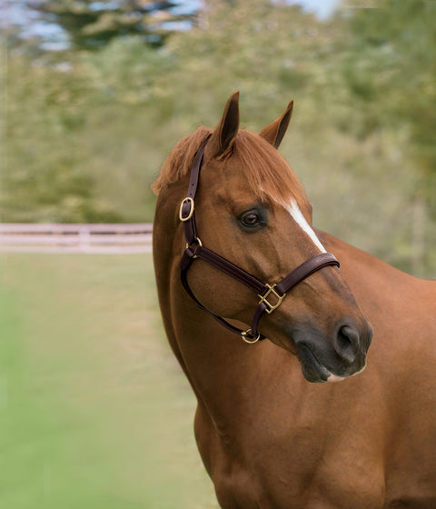 DS Classic Fancy-Stitched Leather Halter