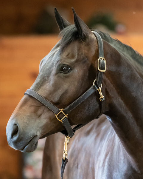 Perri’s® Track Style Turnout Halter with Snap