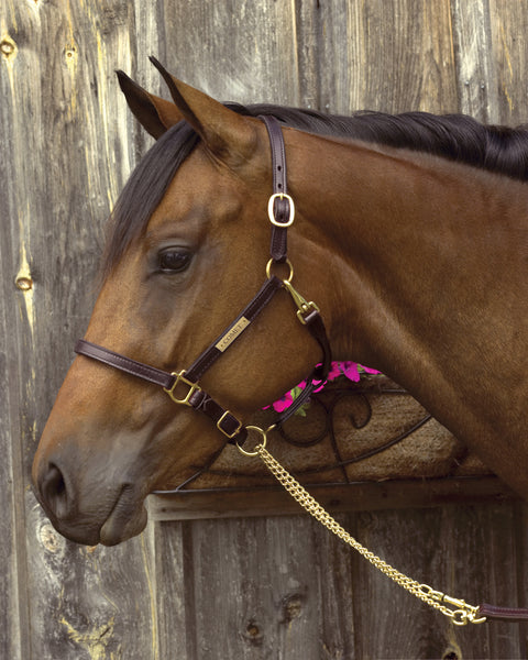 Perri’s® 3/4" Premium Leather Show Halter with Nameplate