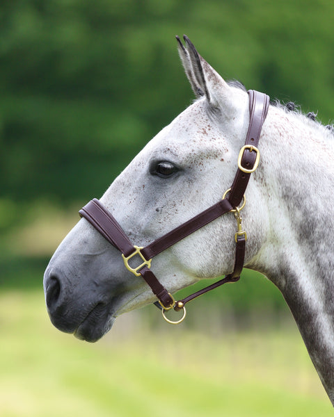 Blenheim Leather Halter