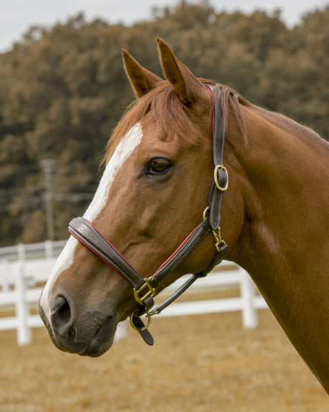 Henri de Rivel Cahill Padded Halter