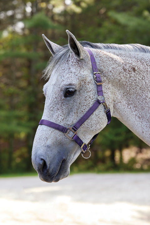 Suffolk™ Nylon Breakaway Halter