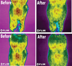 Back on Track® Therapeutic Mesh Horse Sheet