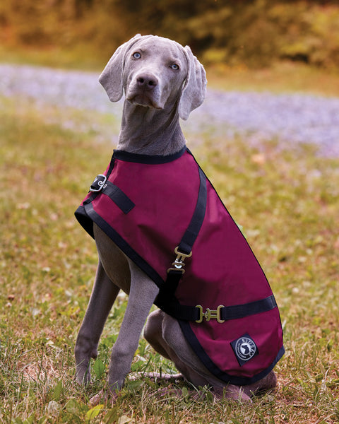 Rider’s International™ Dog Turnout Sheet