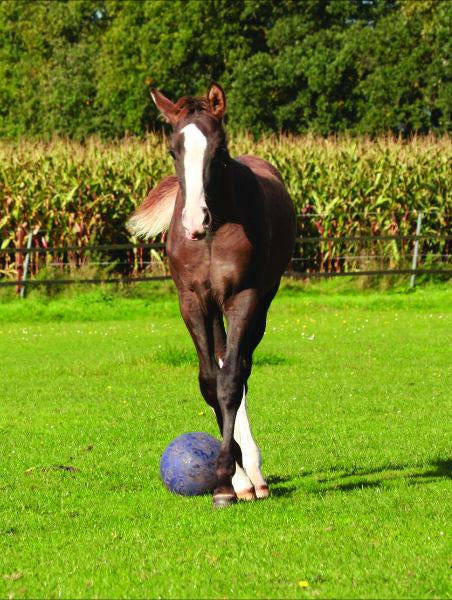Horsemen's Pride™ Scented Jolly Ball®