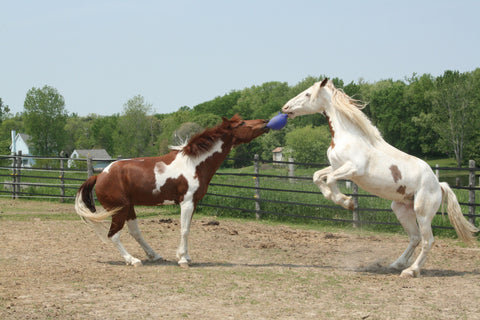 Horsemen's Pride™ Scented Jolly Ball®