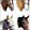 Horse Stickers