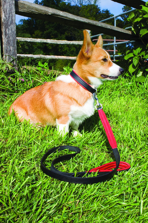 Perri’s® Padded Leather Nameplate Dog Collar