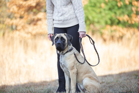 Rider’s International™ Laced Rein Dog Leash