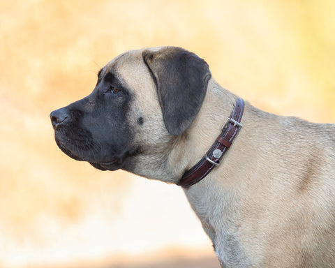 DS Fancy-Stitched Dog Collar