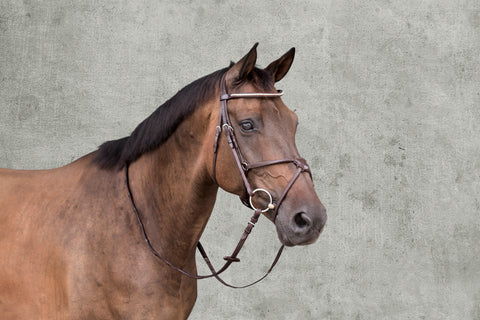 Schockemöhle Rio Select Anatomic Figure-8 Bridle