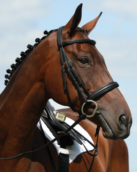 Collegiate Syntovia+ Padded Raised Flash Bridle