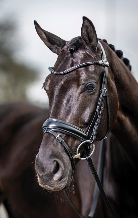LeMieux® Kudos Dressage Flash Bridle