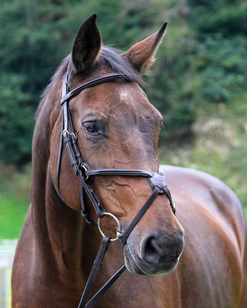 Vespucci Square Raised Figure-8 Bridle