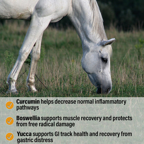 Bute-Less® Performance Comfort & Recovery Pellets