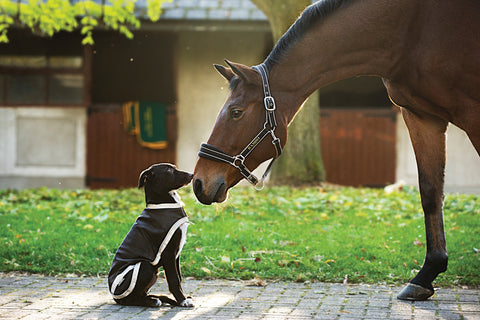 Horseware® Ireland Rambo® Waterproof Dog Blanket - Dog Clothing