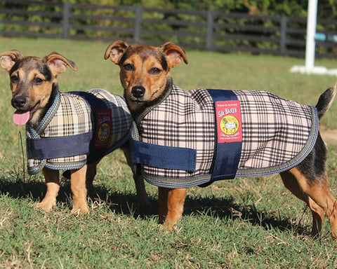 5/A Baker® Dog Blanket