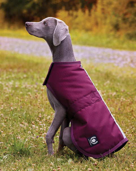 Dover Dog Blanket