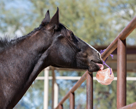 Horsemen’s Pride™ Jolly Salt Snack, 2.2 Pounds