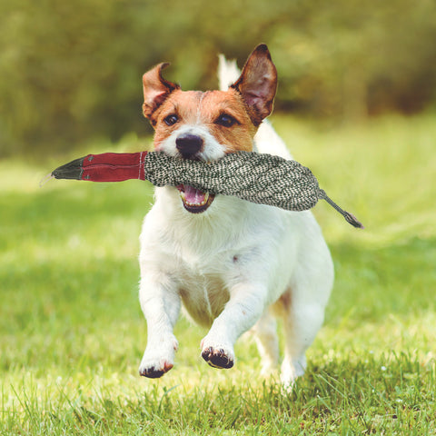 Dog Toys Treats & Accessories