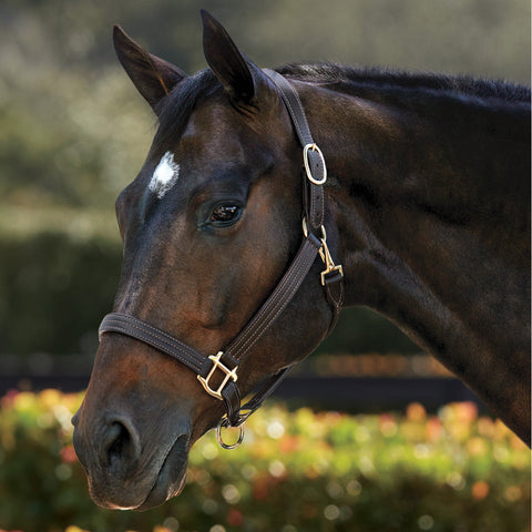 Halters & Leads