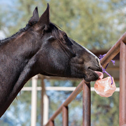 Salt Licks & Holders