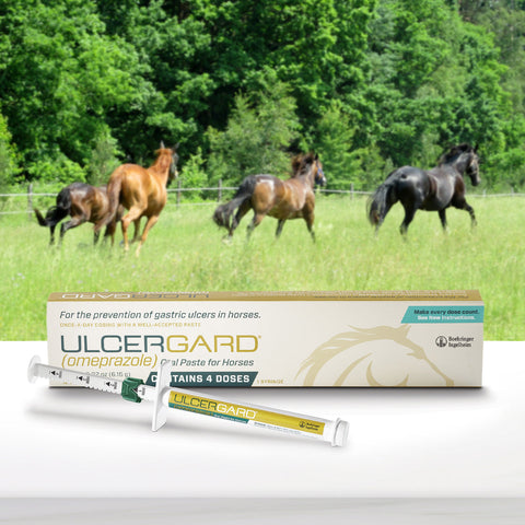 Horse Supplements