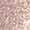 Professional's Choice® Glitter No Turn Bell Boots