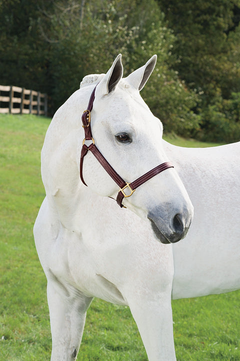 DS Premium Triple-Stitched Halter