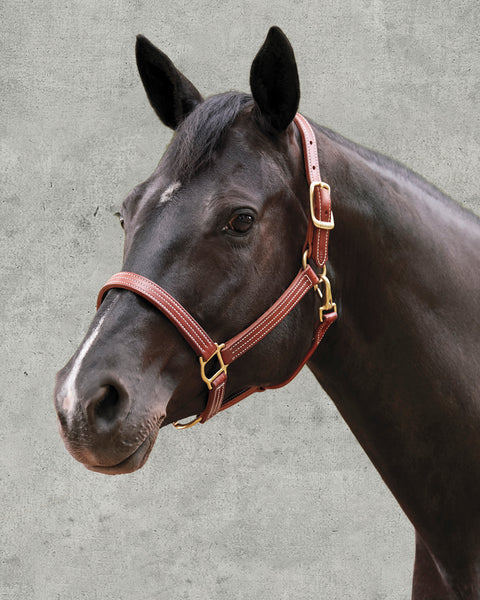 DS Premium Triple-Stitched Halter