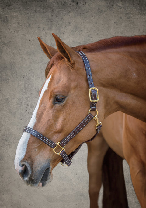 DS Premium Triple-Stitched Halter