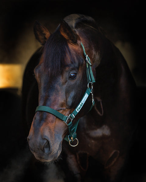 Horseware® Fieldsafe™ Breakaway Halter